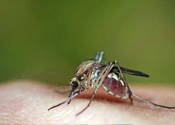 Quel parfum pour lutter contre les moustiques ?