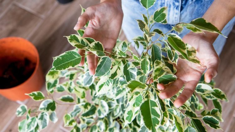 Tu devrais mettre les 6 plantes d'intérieur à l'extérieur dès maintenant