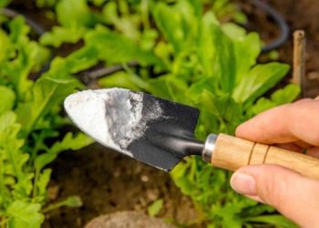 Une solution écologique pour éliminer les mauvaises herbes et repousser les nuisibles