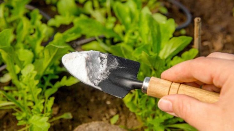 Une solution écologique pour éliminer les mauvaises herbes et repousser les nuisibles