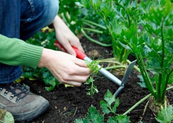 10 astuces pour en finir avec les mauvaises herbes