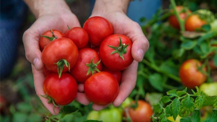 Tomates, cette astuce vous permettra d'augmenter le rendement de vos plantes de 30 %