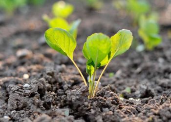 Calendrier lunaire de septembre 2023 : Travaux de jardinage importants pour ce mois