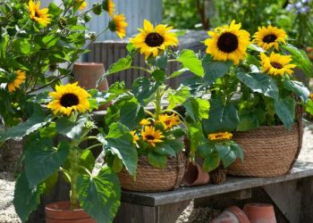 Comment cultiver un tournesol en pot