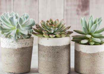 Comment entretenir ses plantes succulentes ?