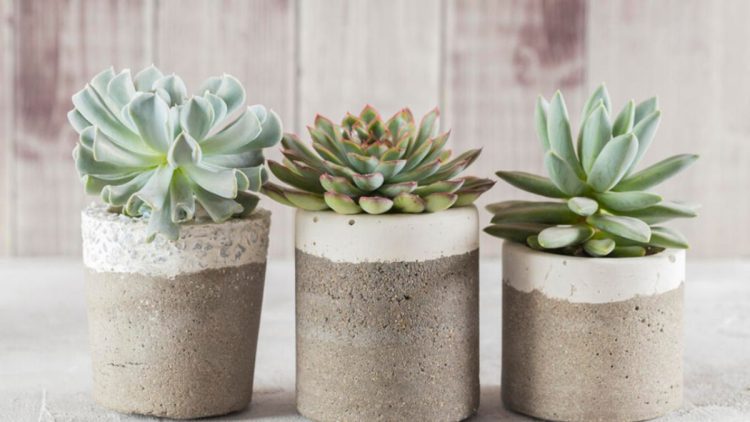 Comment entretenir ses plantes succulentes ?