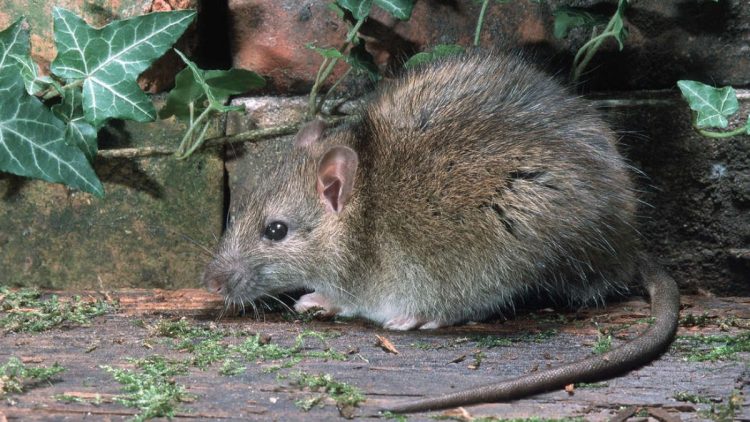 Comment se débarrasser des rats dans la maison ou le jardin ?