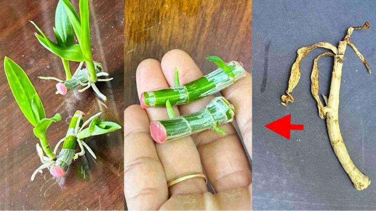 Le secret inédit pour un jardin rempli d'orchidées
