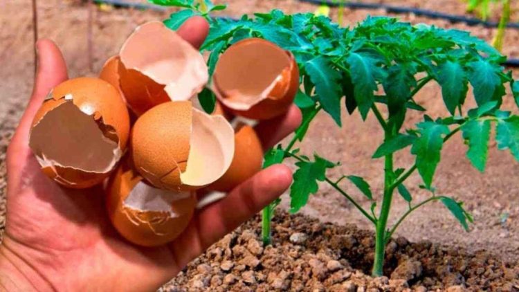 Les concombres et les tomates ne cessent de grandir grâce à cet ingrédient naturel