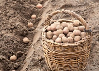 Planter en septembre/octobre : Les Pommes de Terre