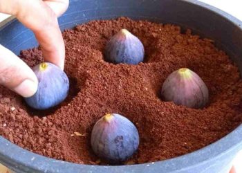 Plantez 4 figues dans un vase rempli de terre, vous n'imaginez pas ce qui se passe peu après