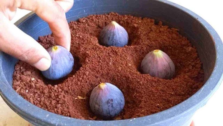 Plantez 4 figues dans un vase rempli de terre, vous n'imaginez pas ce qui se passe peu après