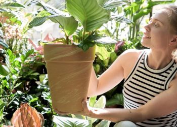 Rempoter les plantes d'intérieur : 7 astuces et conseils