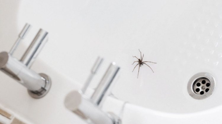 Se débarrasser des araignées dans la maison