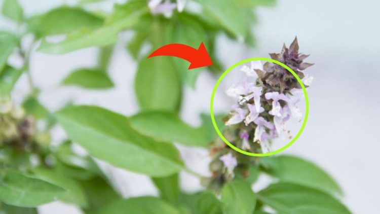 Si votre basilic a des fleurs sur les pointes, ne les jetez pas : elles valent de l'or si vous les utilisez de cette manière