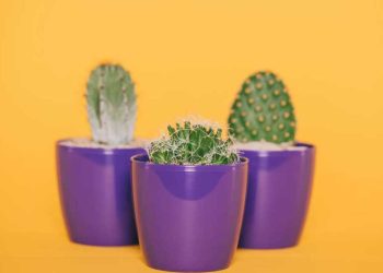 5 bonnes raisons d'avoir un cactus chez soi