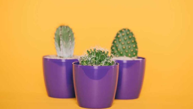 5 bonnes raisons d'avoir un cactus chez soi