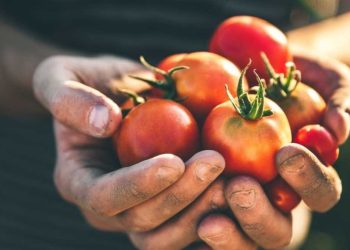 5 bonnes raisons de cultiver vos propres tomates