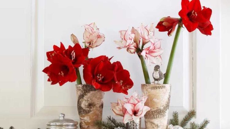 5 Meilleures plantes d'intérieur pour la décoration de Noël