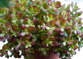 Arbre de Jade (Crassula ovata)