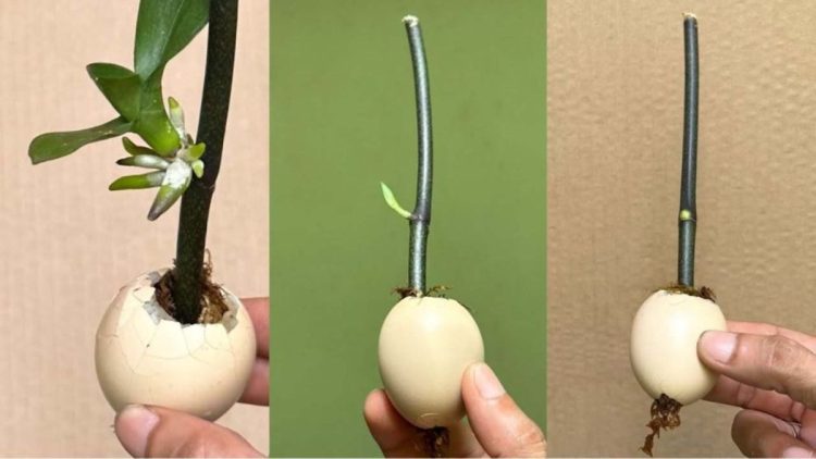 Cette astuce permet de faire pousser rapidement des branches et des plants : ils n'arrêtent pas de fleurir