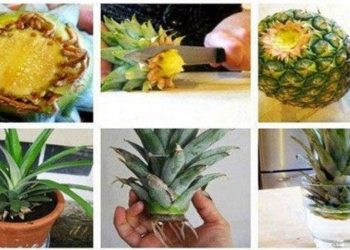 Comment cultiver un ananas à partir de restes ?