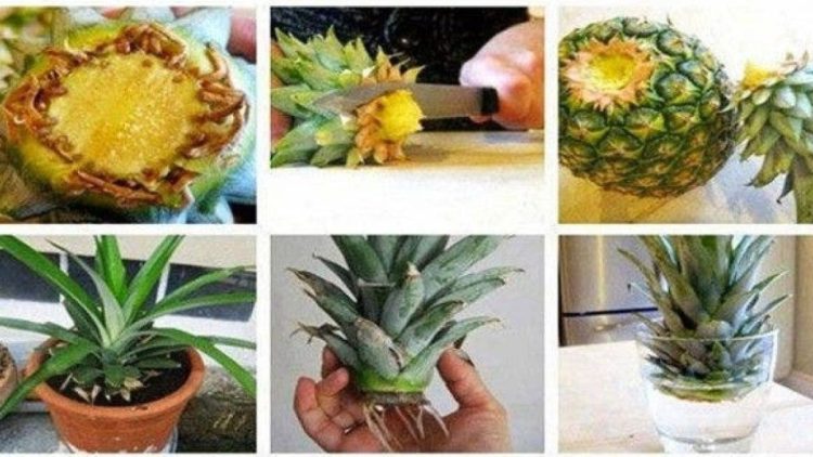 Comment cultiver un ananas à partir de restes ?