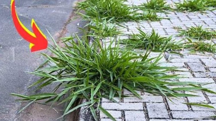 Comment éliminer les mauvaises herbes sur un trottoir ? Désherbant radical