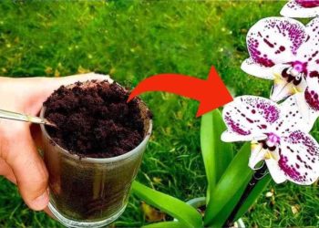 Est-Ce Que le Marc de Café Est Bon Pour les Orchidées