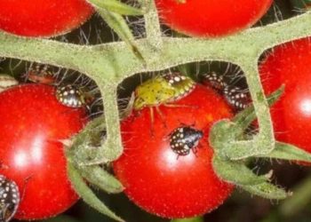 Fini les punaises de lit dans le jardin, sauf avec des insecticides chimiques : Comment s'en débarrasser immédiatement