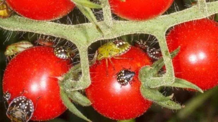 Keine Bettwanzen mehr im Garten, außer mit chemischen Insektiziden: So werden Sie sie sofort los