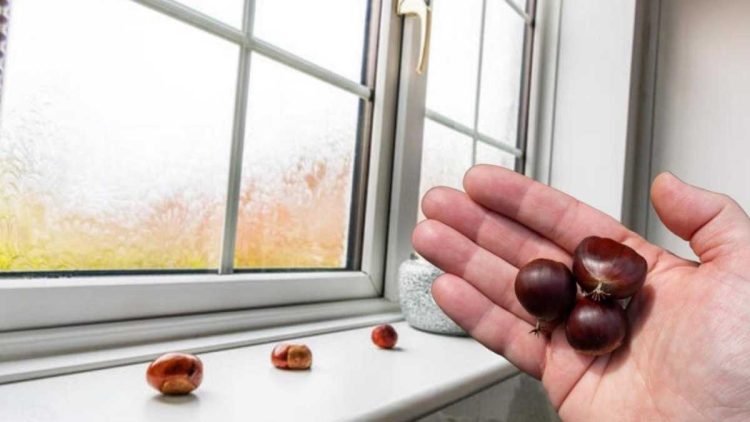 Mettre des marrons devant les fenêtres, sur le rebord de la fenêtre : Cela résout un gros problème