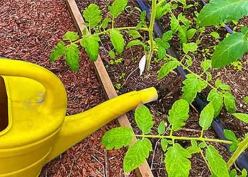 Un engrais naturel qui fait pousser les tomates 10 fois plus vite