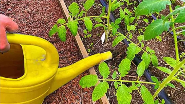 Un engrais naturel qui fait pousser les tomates 10 fois plus vite