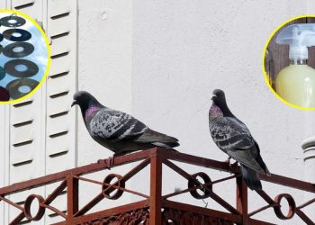 7 astuces pour éloigner les pigeons du balcon