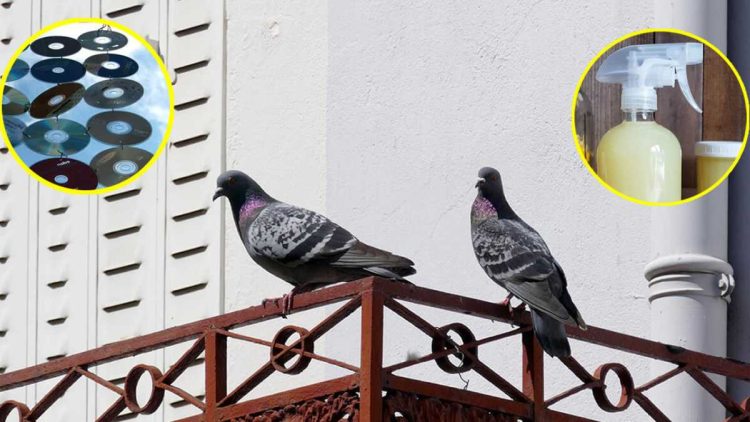 7 astuces pour éloigner les pigeons du balcon