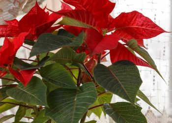 Astuce du poinsettia : voici comment il obtient des feuilles rouges juste à temps pour Noël