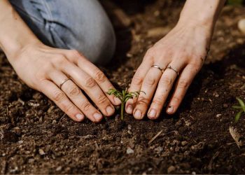 Calendrier lunaire graines et plantes 2023