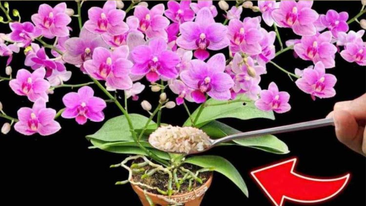 Comment faire fleurir 100 Orchidées en même temps