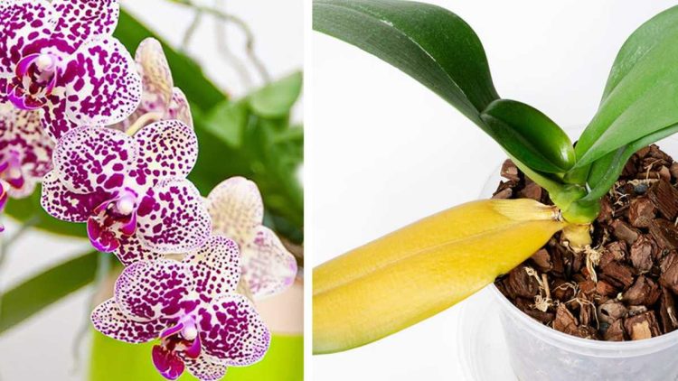 Comment garder une orchidée en bonne santé et en fleurs pendant des années même si les feuilles sont jaunies