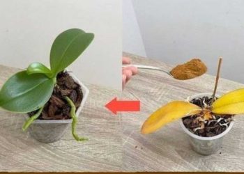 Juste une cuillère à café, et tout à coup, l'orchidée fleurit miraculeusement avec de nombreuses fleurs