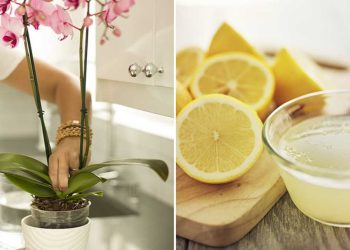 L'astuce du jus de citron pour récupérer et faire fleurir les orchidées