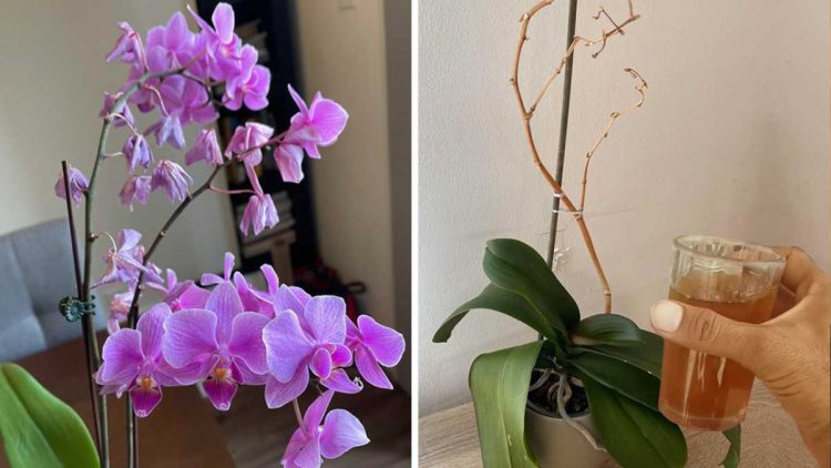 L'astuce la plus efficace pour sauver une orchidée mourante et la faire refleurir