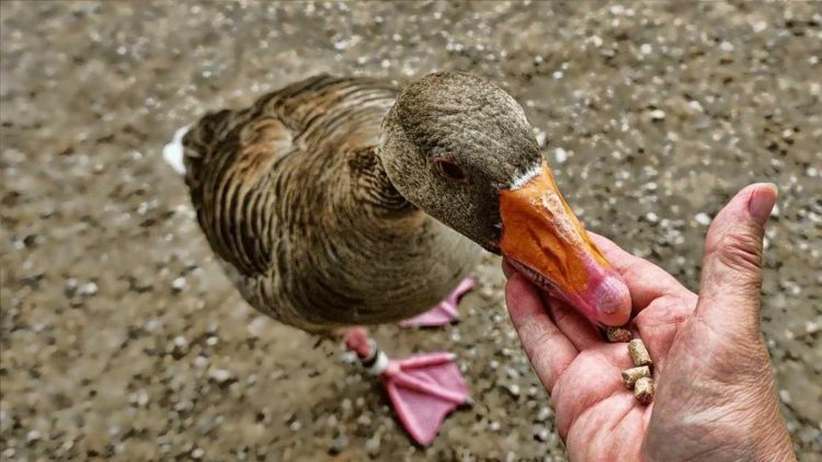 Nourrir les oiseaux en hiver