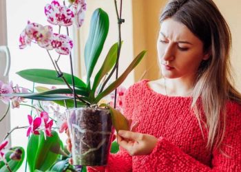 Ces 5 conseils pourraient sauver vos orchidées