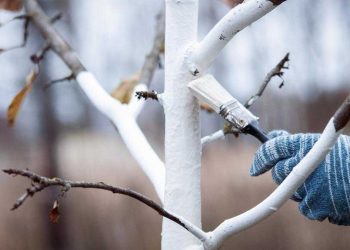 Comment bien préparer son jardin pour l'hiver