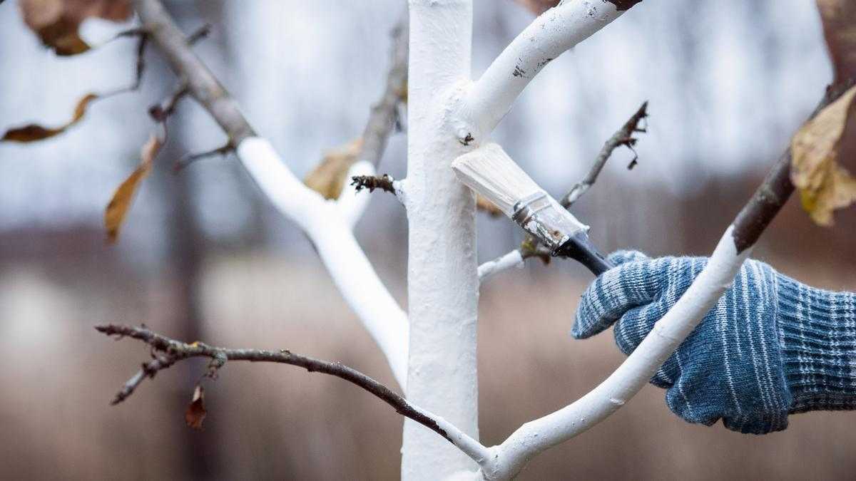 Comment Bien Pr Parer Son Jardin Pour L Hiver Comment Conserver