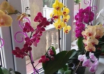 Comment faire fleurir les orchidées rapidement