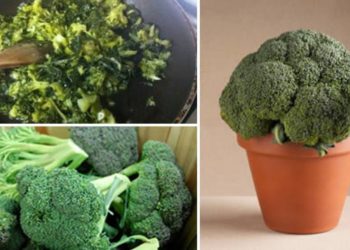 Comment planter du brocoli en pot à la maison