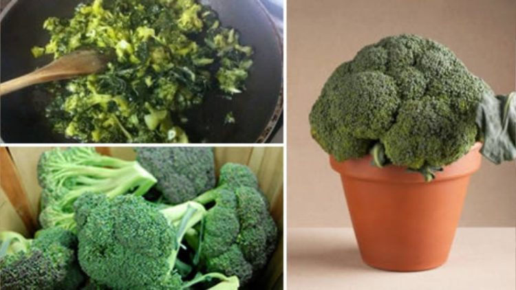 Comment planter du brocoli en pot à la maison